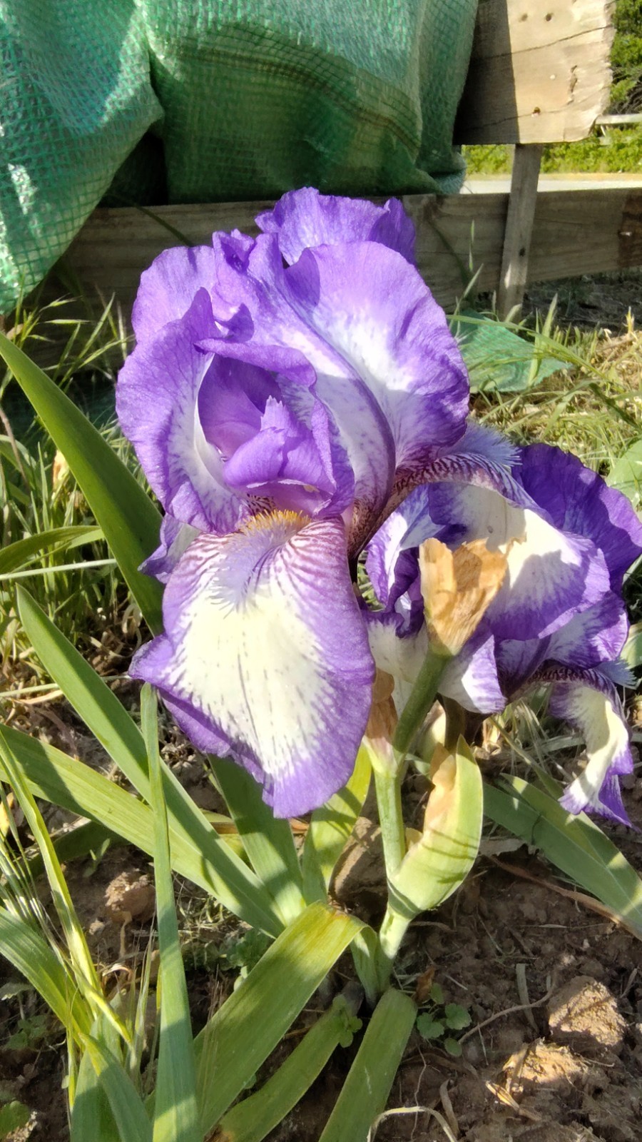 Hardy Iris Rhizomes – 5 Pack – Mixed Colors – Easy to Grow