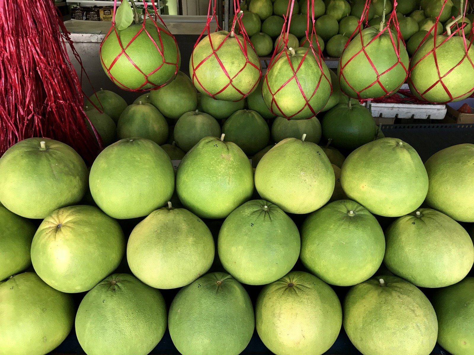 Dwarf Organic Pomelo Citrus {Citrus Maxima}5 seeds Free Shipping!