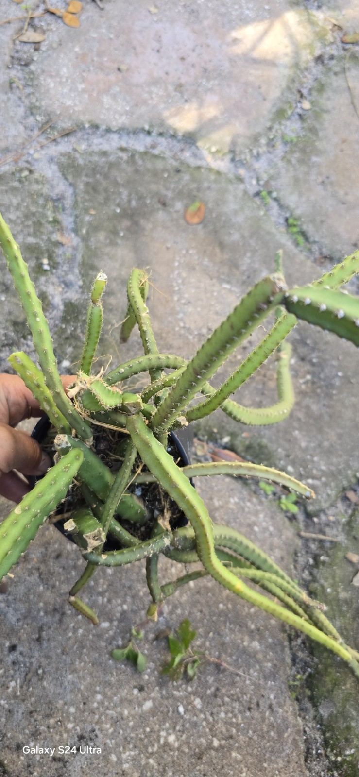 Selenicereus Pteranthus Plant Well Rooted In 4 Inches Nursery Pot