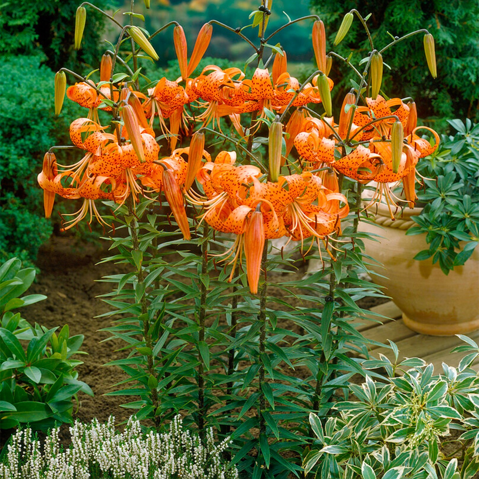 Garden State Bulb HS Kiss Single Dahlia Flower Bulbs, Bare Roots, Spring