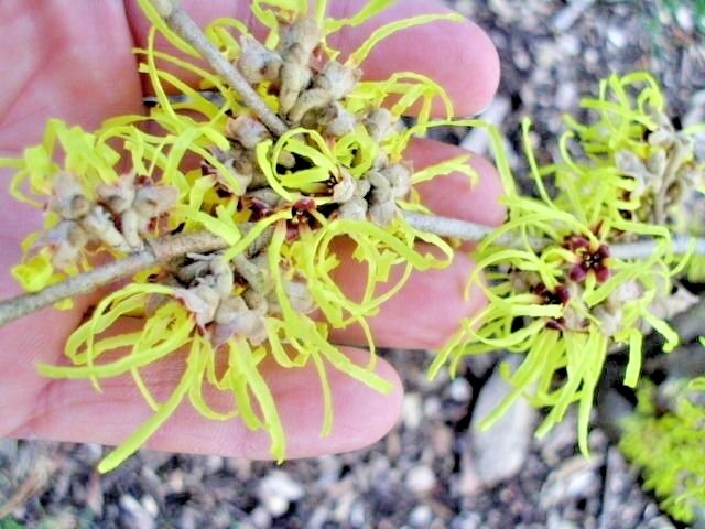 10 PALLIDA WITCH HAZEL SEEDS – Hamamelus mollis “Pallida”