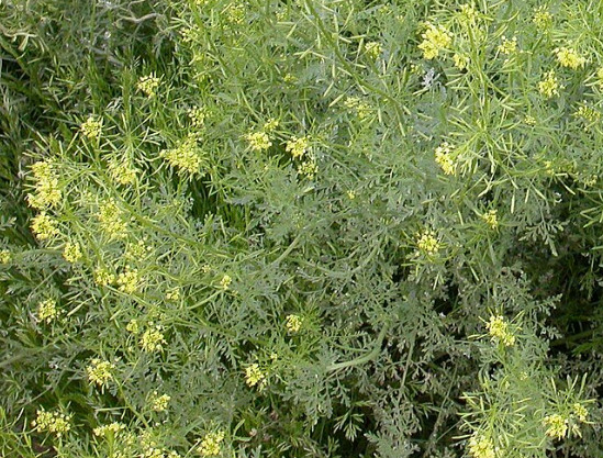 Western Tansy Mustard Seeds (Descurainia pinnata) ✤ 200 Seeds