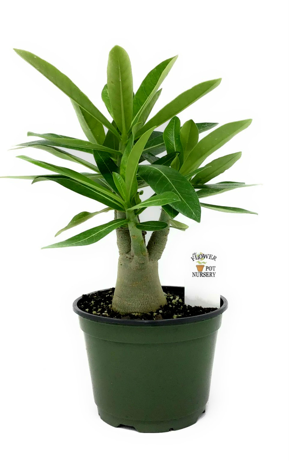 FlowerPotNursery Desert Rose Assorted Colors Adenium obesum 6″ Pot