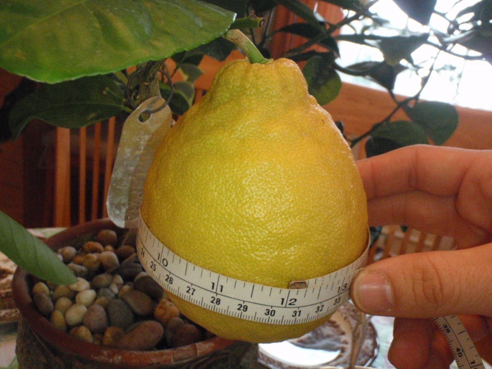 California only!! Ponderosa Lemon Semi Dwarf Tree, 18-36 inches tall, grafted