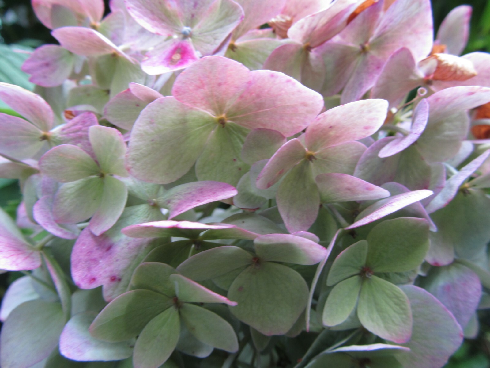 2 Fresh Cuttings Endless Summer – Hydrangea Reblooming Blue, Purple Pink Green