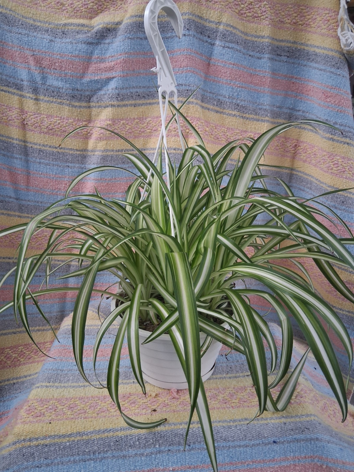 Spider Plant 8 Inch Hanging Basket (Chlorophytum Comosum)