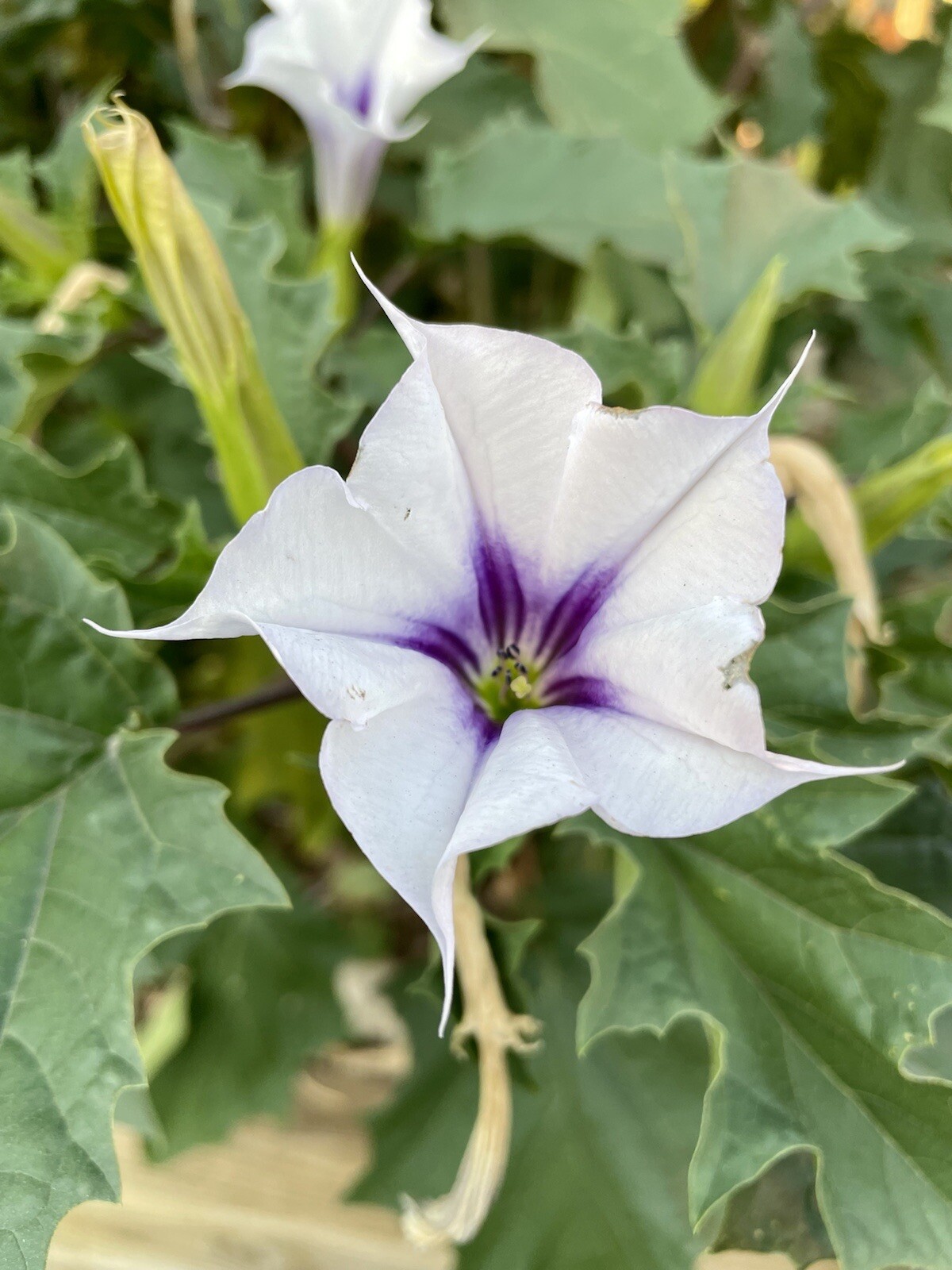 100+ Datura Stramonium (seeds)-Thorn apple, Jimsonweed,Devil’s Trumpet,Fragrant