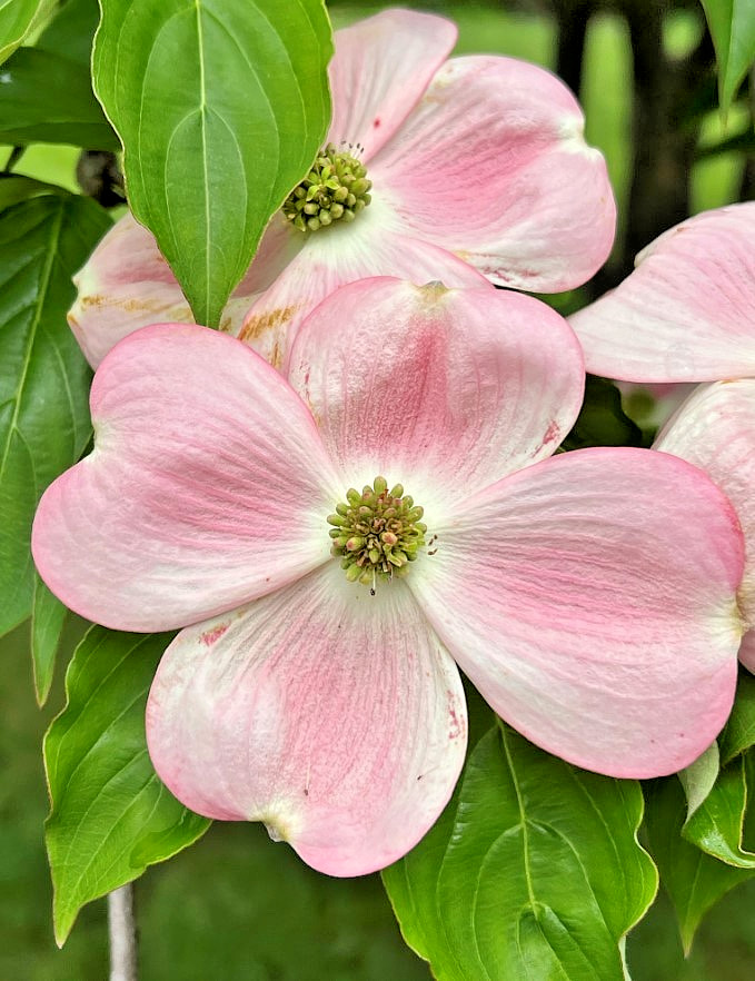 Pink Japanese Dogwood Tree – 12-18″ Tall – 1qt Pot – Cornus Rubra Pink Blooms