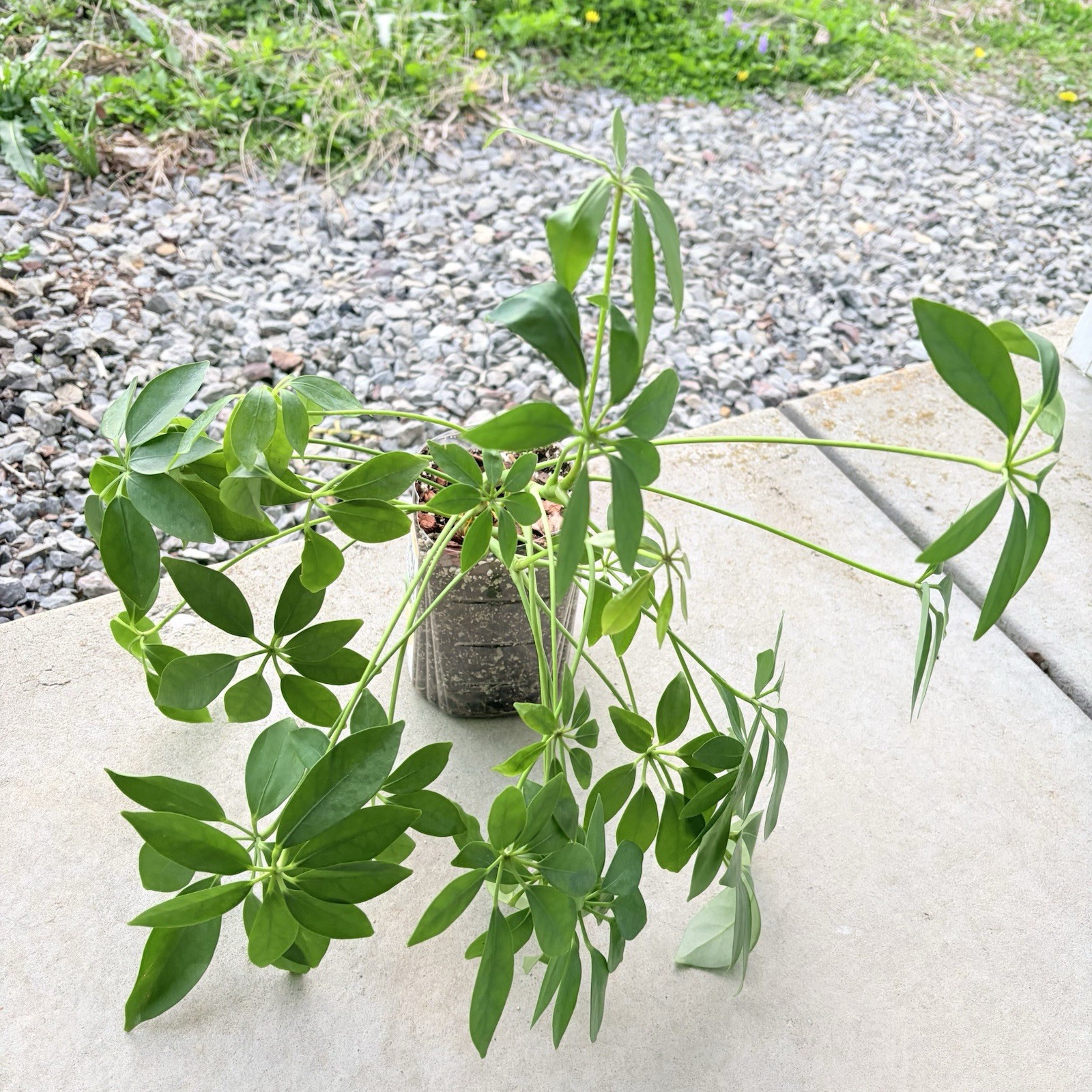 Umbrella Tree Plant Indoor House Plant Established Roots In Pot