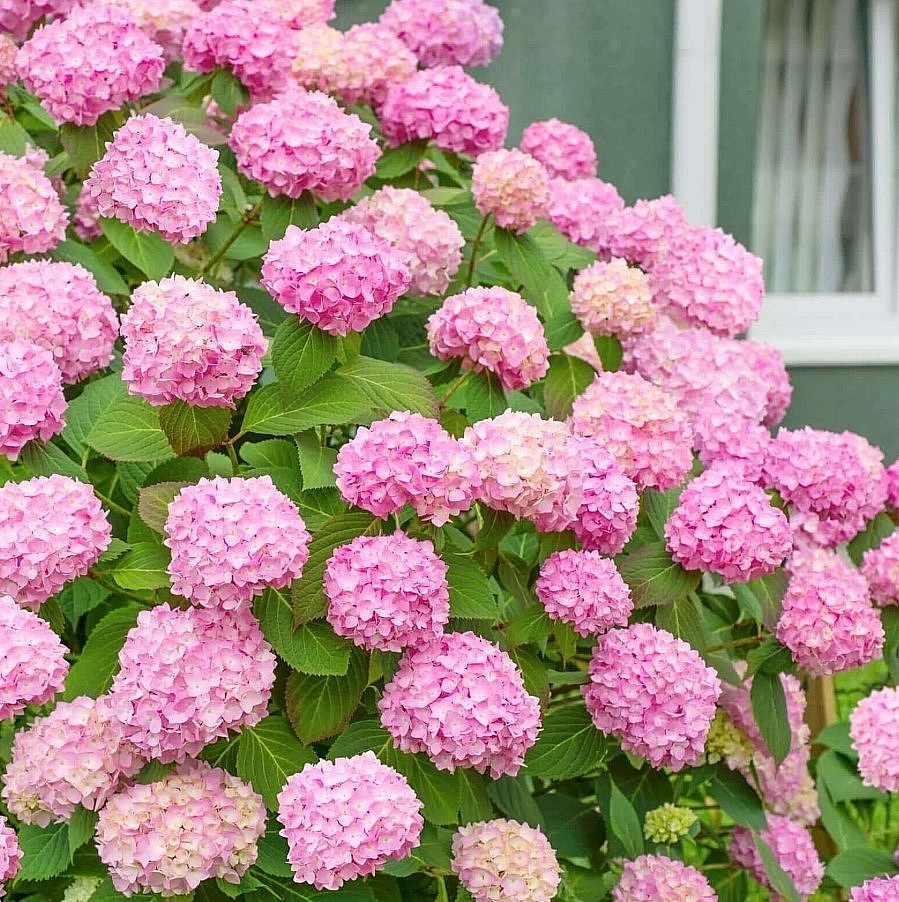 Pink Hydrangea Live Plant – 6-12″ Tall – 1 Quart Pot – Dwarf – Zones 5-9