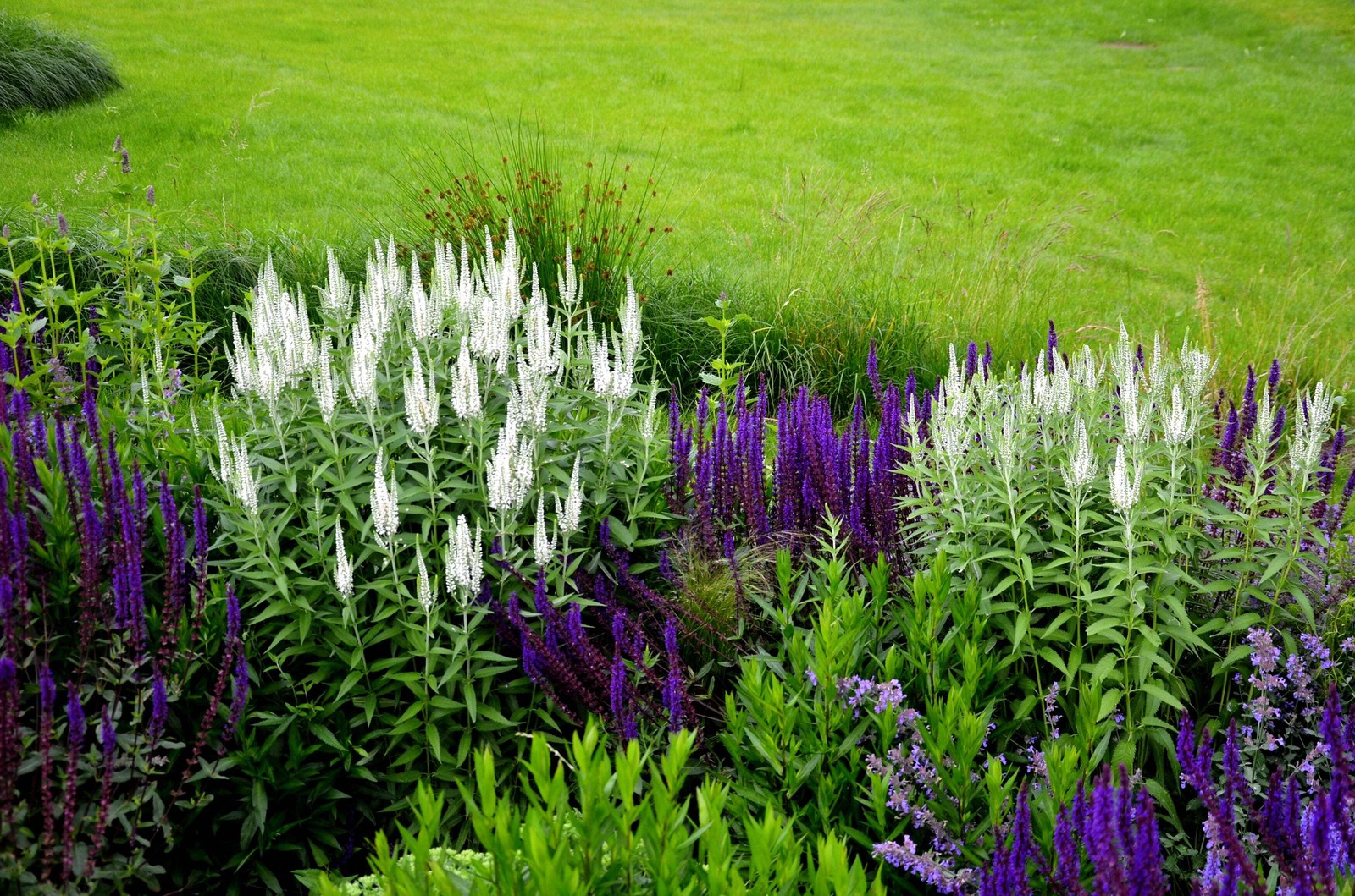 50 Mixed Colors VERONICA Spicata SIGHTSEEING MIX Spike Speedwell Flower Seeds