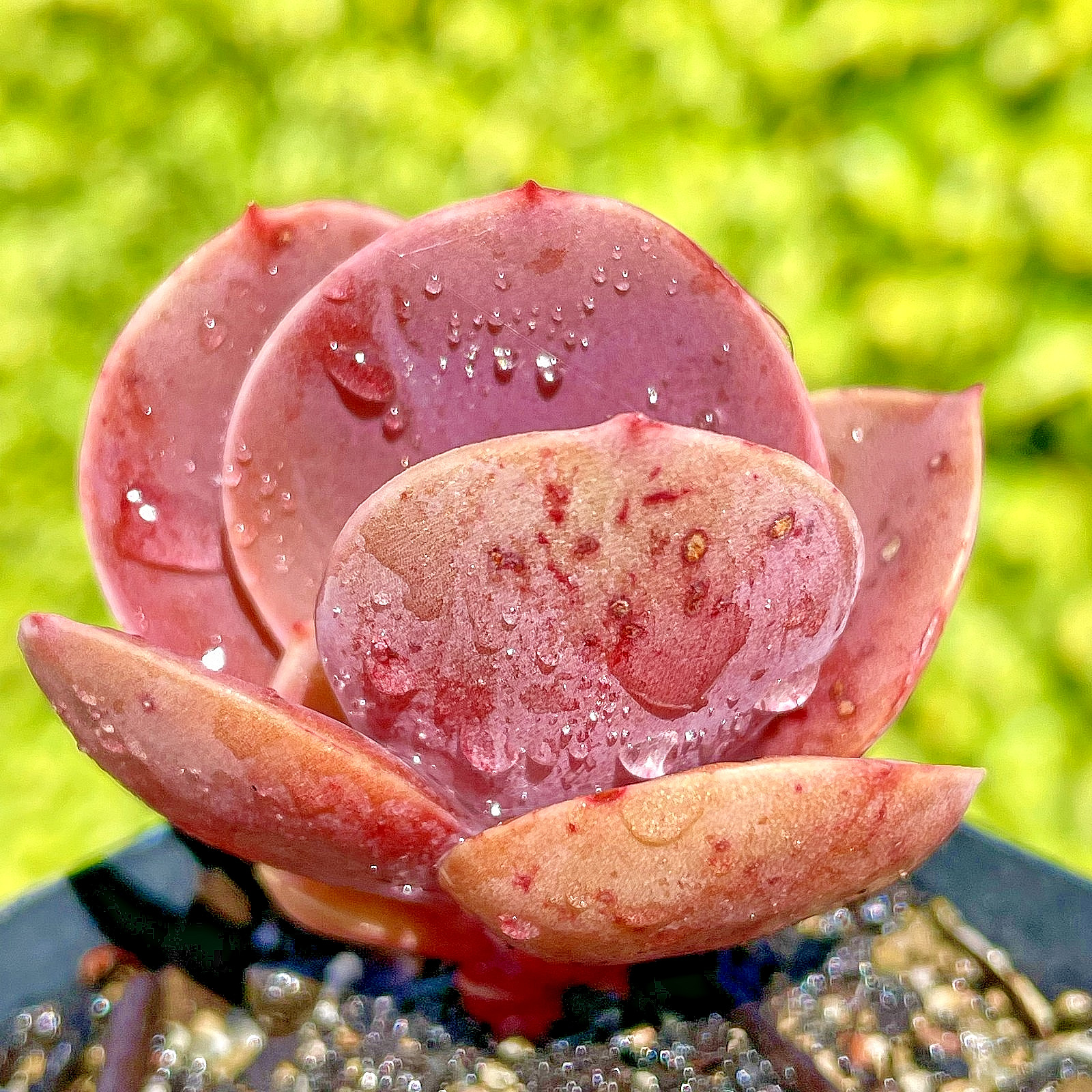Rare Burgundy Red Paddle Succulent Rooted Live Plant Healthy Easy Care 2.5-Inch