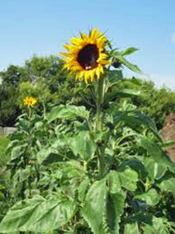 SUNFLOWER, MAMMOTH GREY STRIPE 25+ SEEDS NEWLY HARVESTED, 8-12 Foot Tall