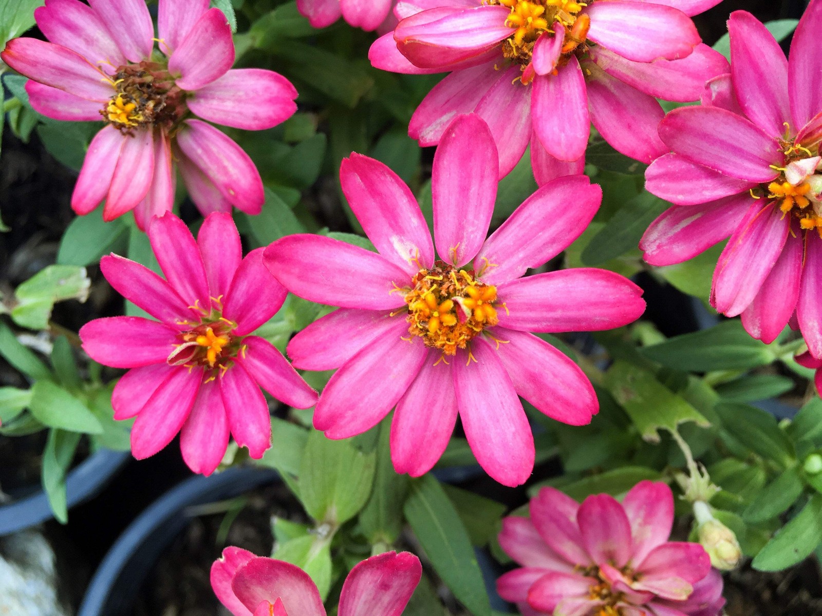 250 ORANGE CLASSIC ZINNIA Elegans (Narrow Leaf / Creeping Zinnia) Flower Seeds