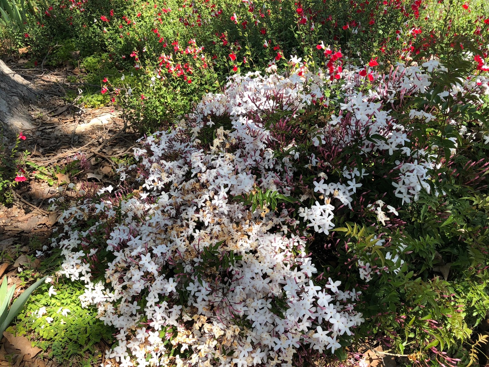 2 Butterfly Vines Jasmine Combo: Organic Live USA Star + Polyanthum Cuttings