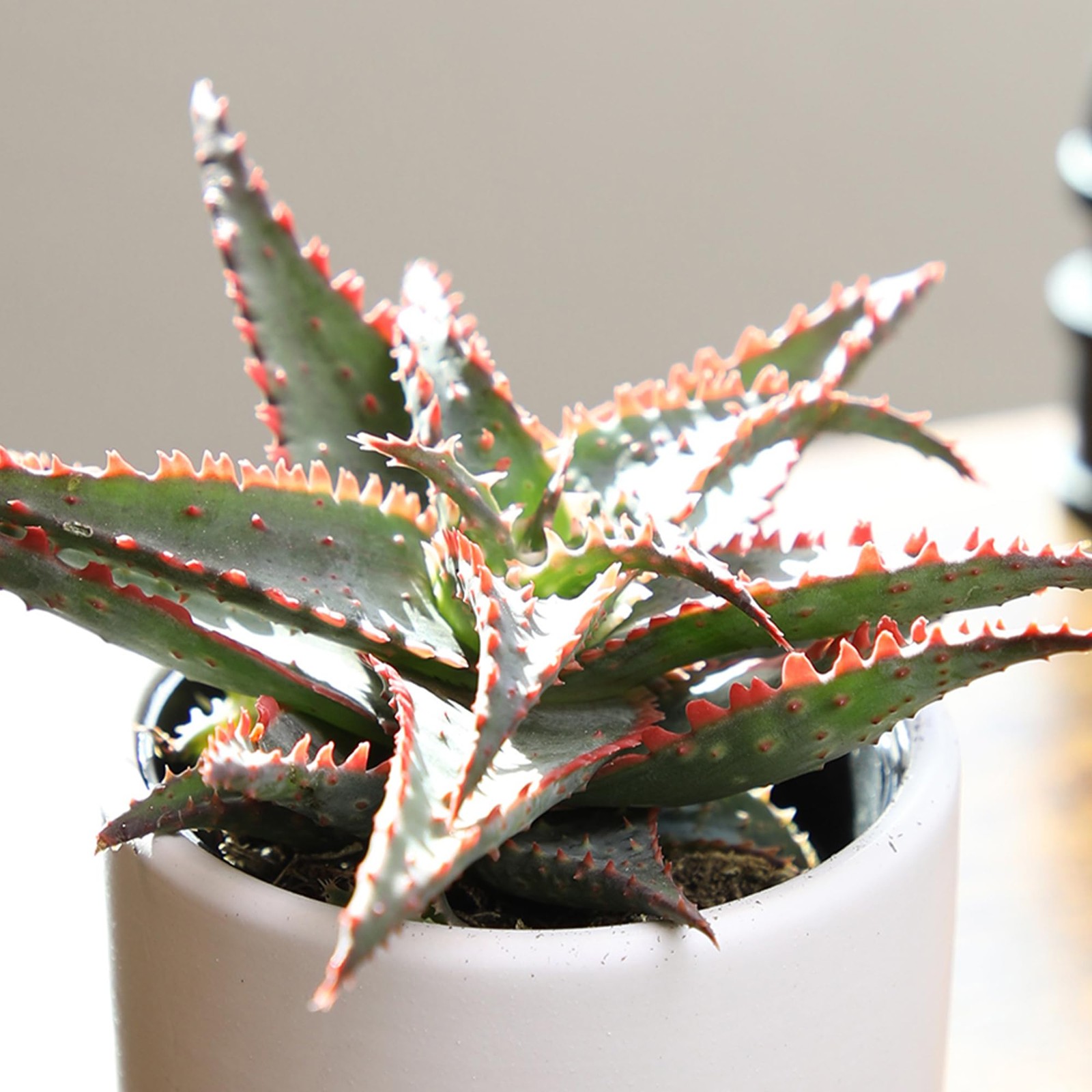 Star Aloe Rare Succulent Plant, Low Maintenance Houseplant, Easy Plant Care, …