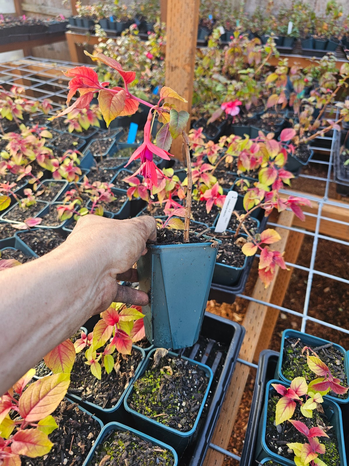 ONE large AUTUMNALE FUCHSIA plant hummingbird, prefers shade, in 6″ pot
