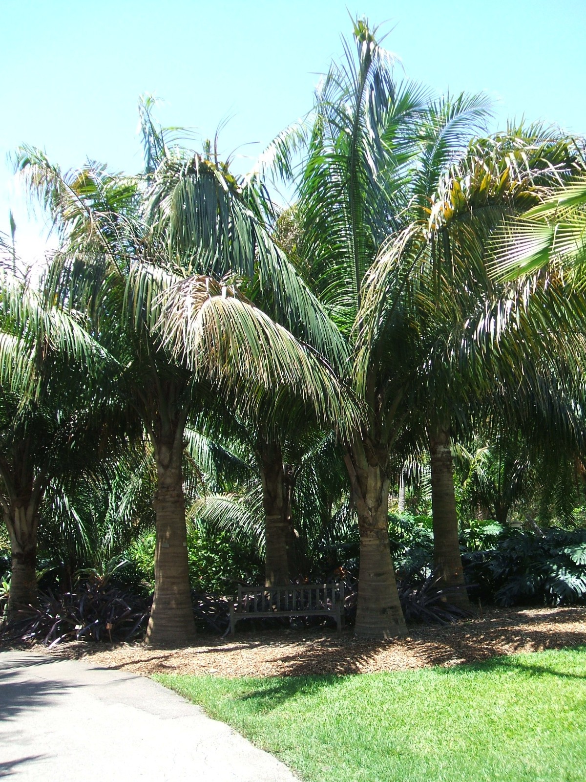Attalea crassispatha Seeds! Critically Endangered Palm from Haiti!