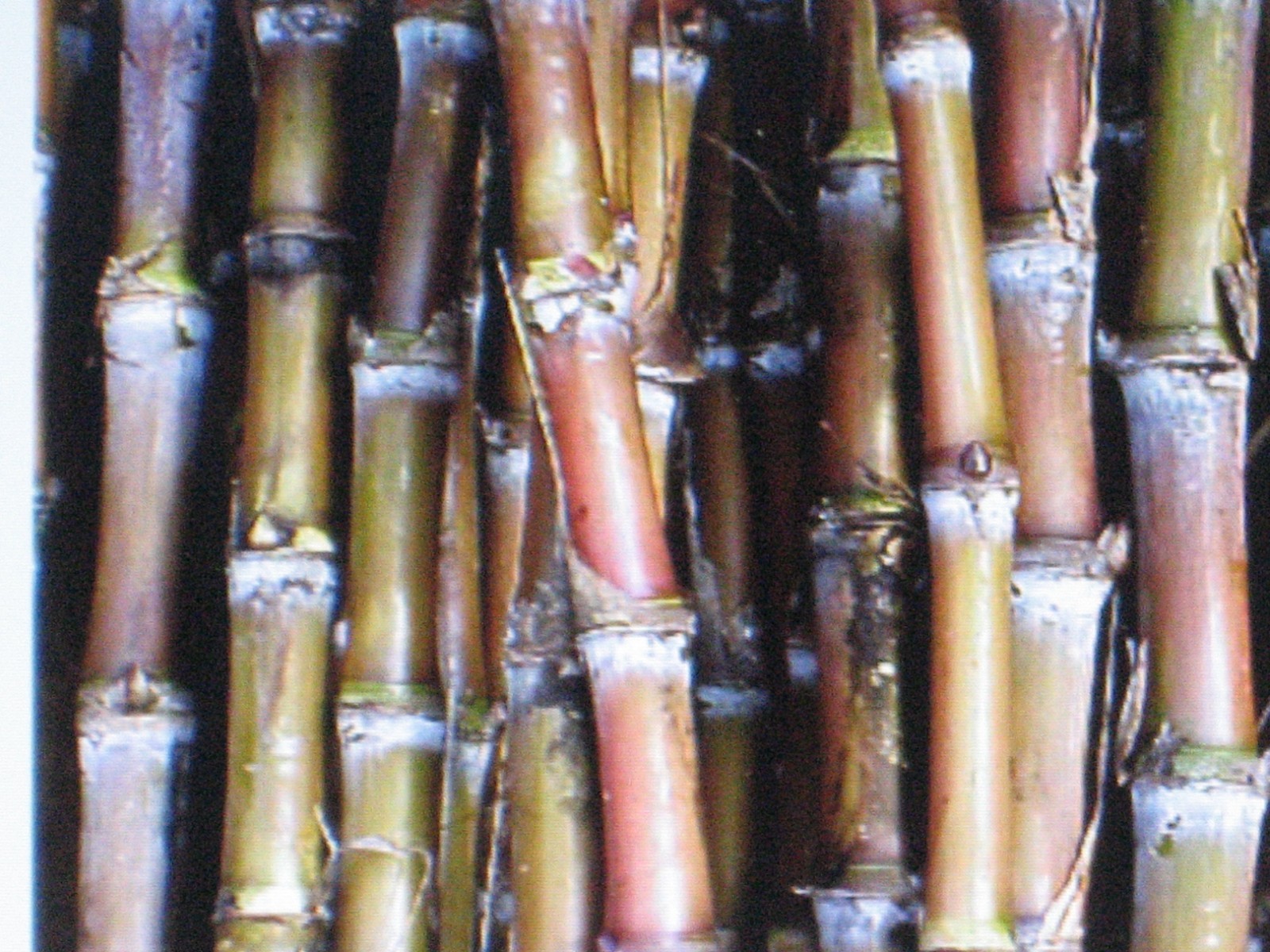 SUGAR CANE SEEDS * RUM * SYRUP * ROCK CANDY * SUGAR CRYSTALS * 6-18 FEET TALL *