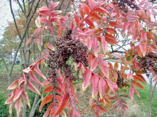 30 WINGED ( FLAME LEAF ) SUMAC SEEDS ( Rhus copallinum )