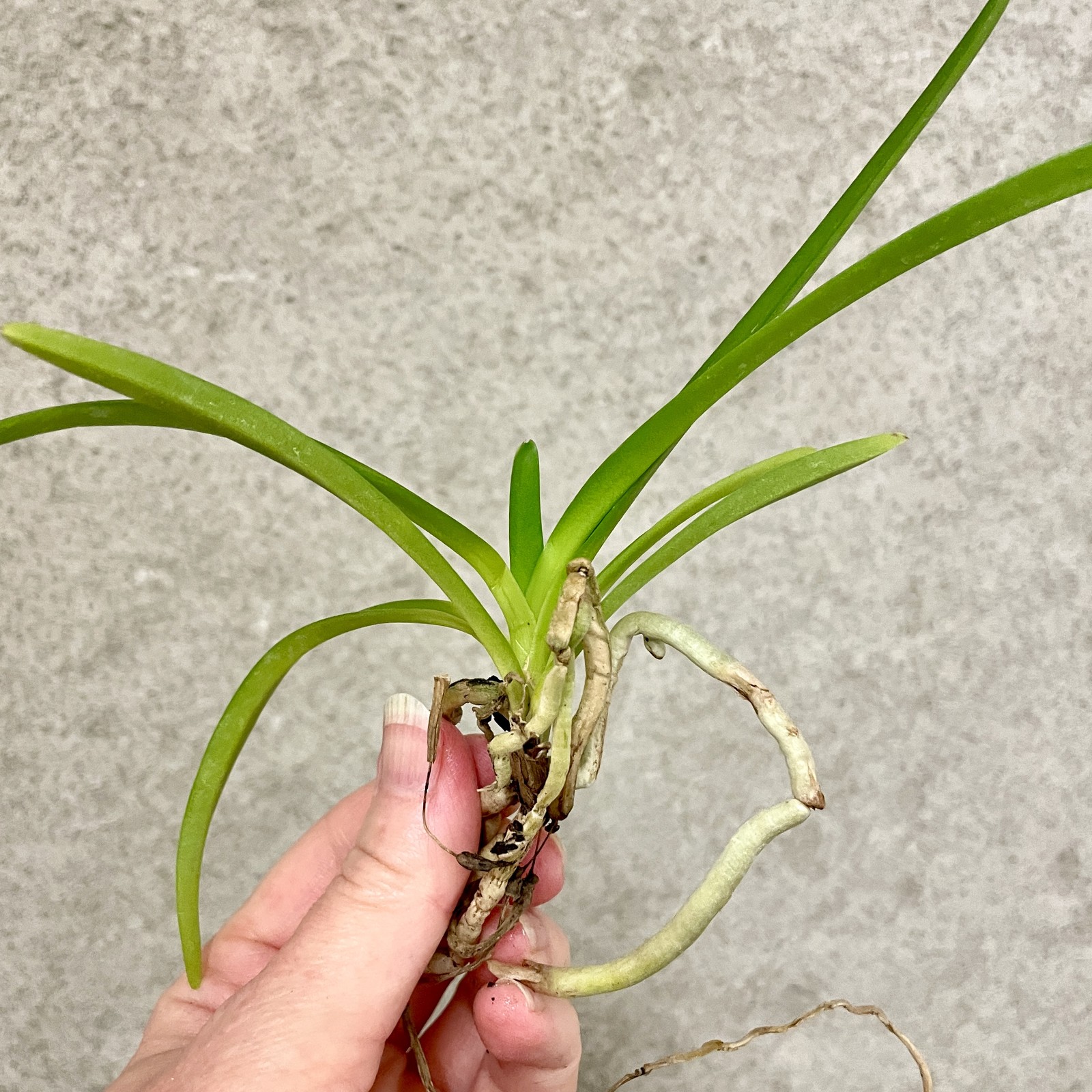 Vanda lamellata x lilacina | compact novelty | SapphireChild Orchids