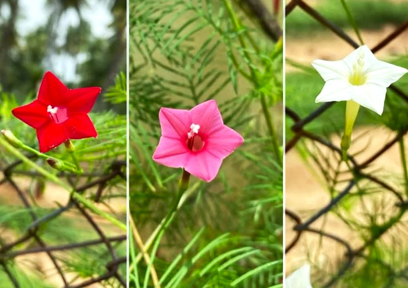 Mixed Colors Cypress Vine Seeds – For 2025 Planting Ipomoea Quamoclit Cardinal