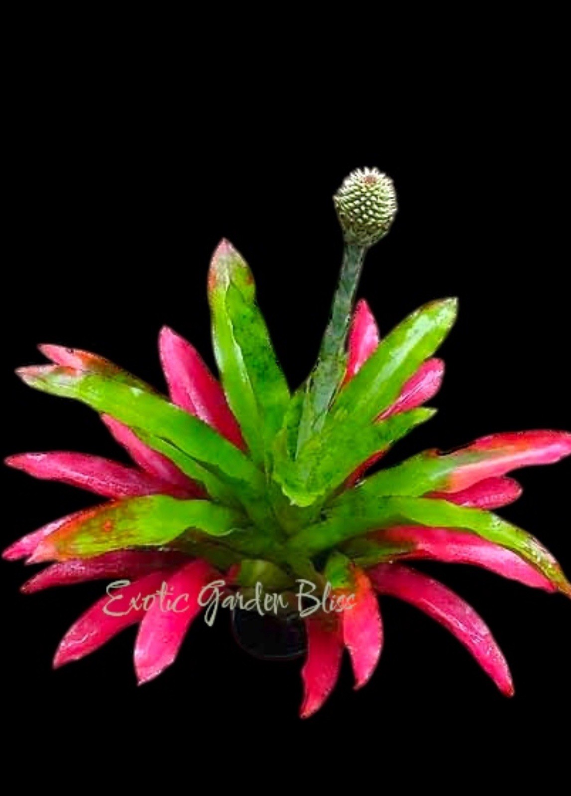 BIG !! Aechmea PECTINATA Rosette BIG Young Adult Bromeliad Plant
