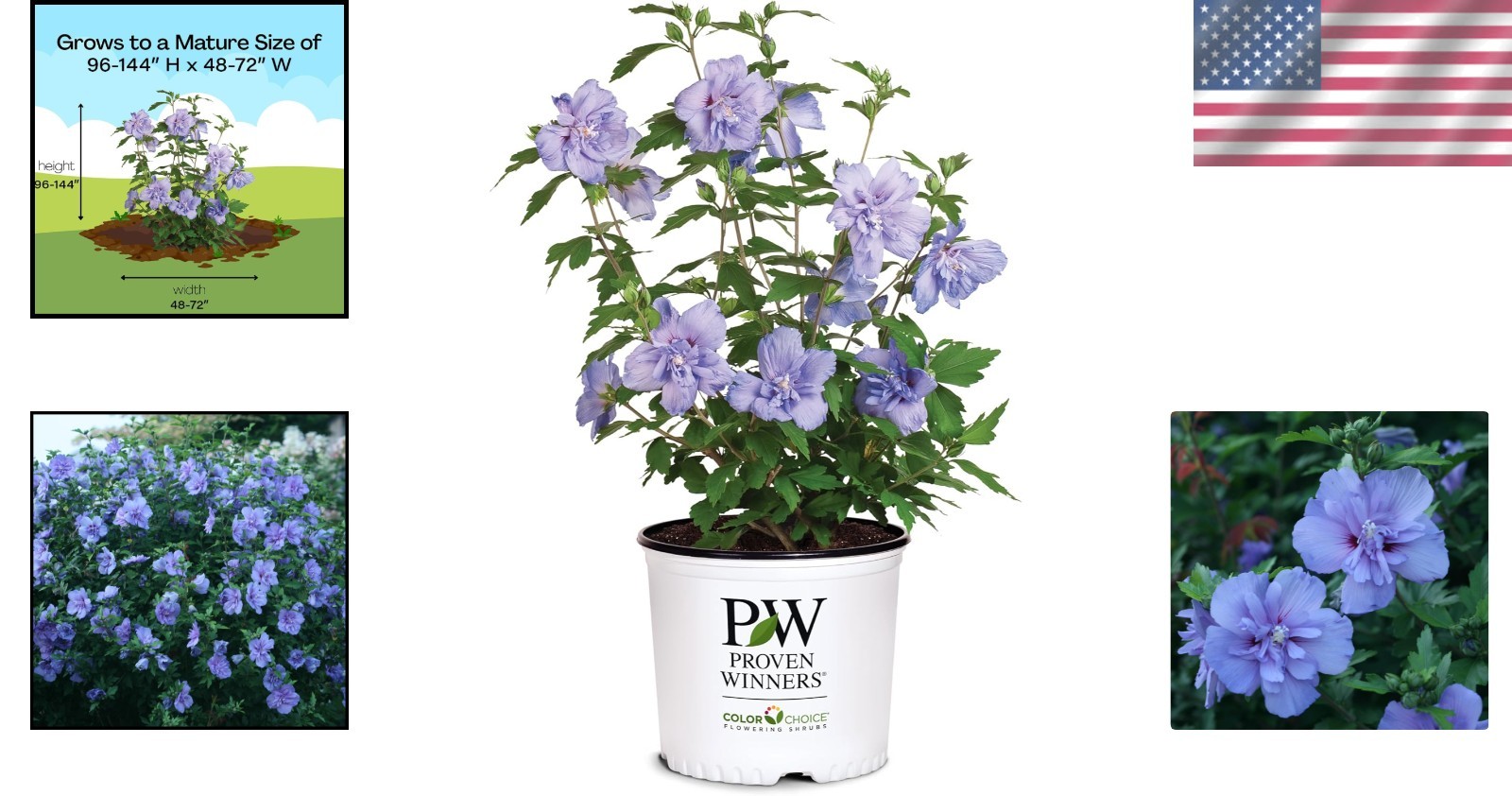 Stunning 2 Gal. Blue Chiffon Rose of Sharon Hibiscus – Organic Shrub for Gardens