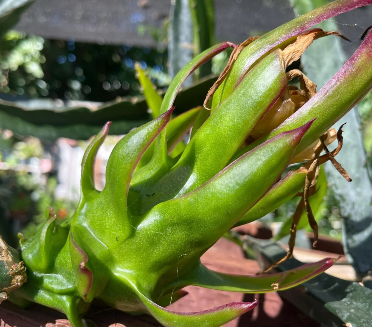 Celeste Dragon Fruit