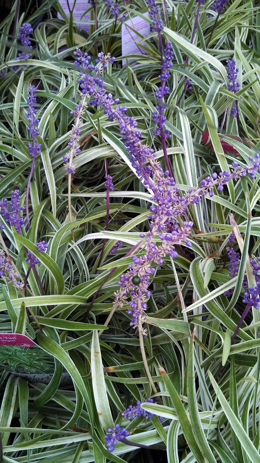 Green Promise Farms Liriope Muscari Variegata Variegated Lilyturf Perennial