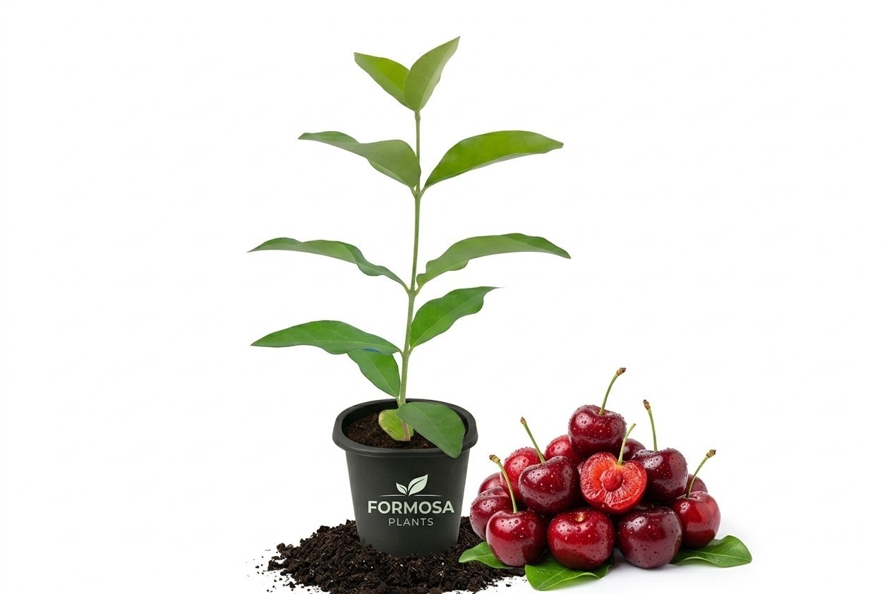 Barbados Cherry Tree-1 Live Plant in a 2 Inch Pot – Malpighia emarginata