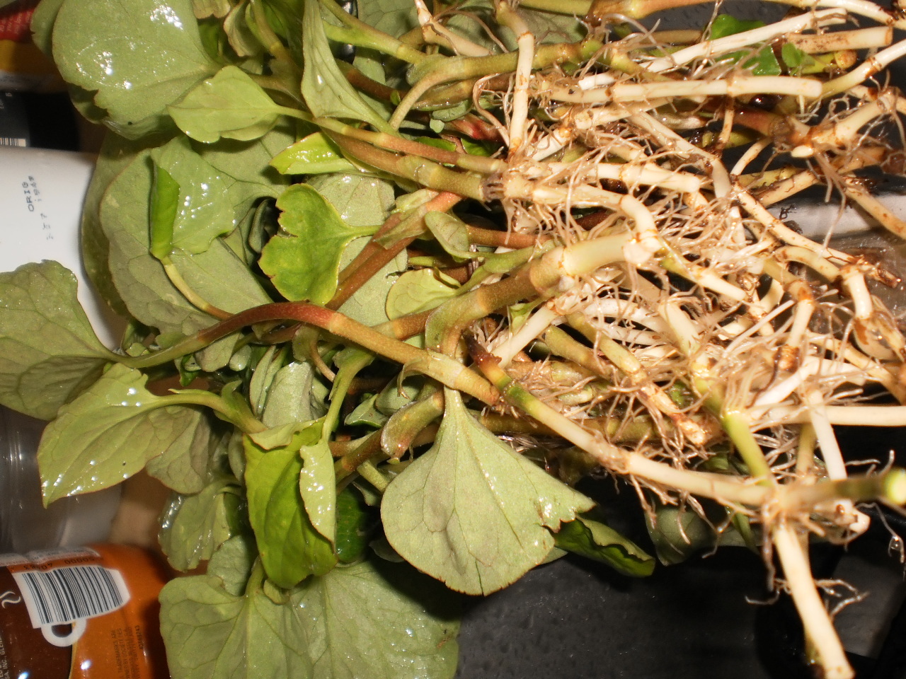 Fish mint Approx 60 Count, Bare roots & Size Varies Shipment July 2025
