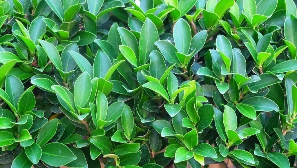 Green Island Ficus | Live Plants | Ficus Microcarpa | Lush Indoor/Outdoor…