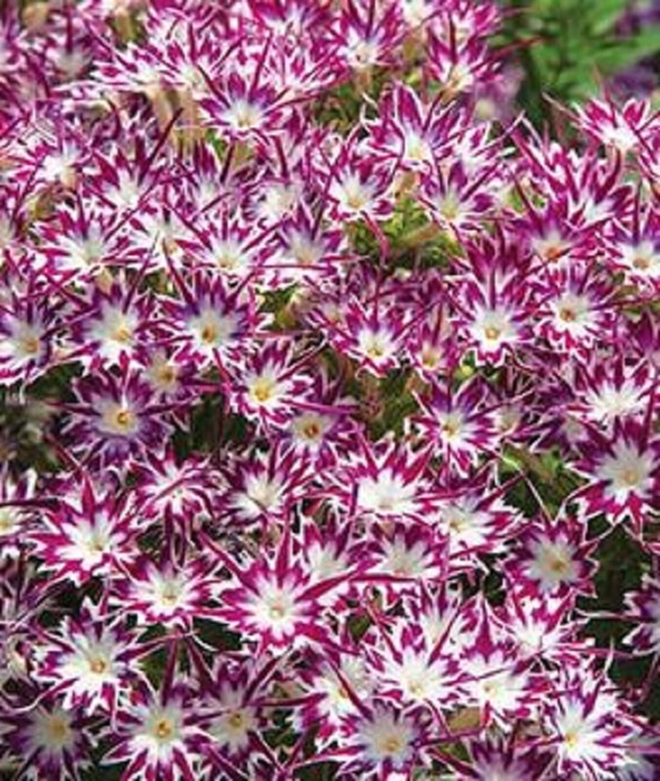 50Bright Purple White Phlox Seeds Flower Perennial Seed Bee Flowers US SELLER