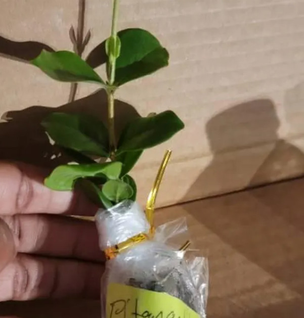 Yellow Surinam Cherry Live Plant – 4-6″ Tall – Fruit Tree for Fresh Eating
