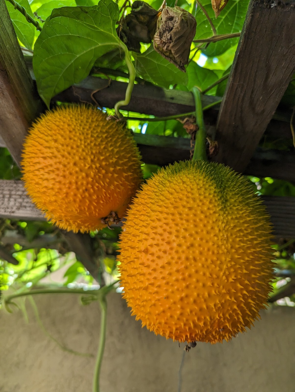 Dec 2025 Harvest | 10 Gac Fruit Seeds | Momordica Cochinchinensis | Hạt Trái Gấc