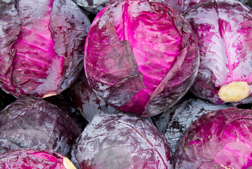 Red Acre Cabbage Seeds, Coleslaw, NON-GMO, Variety Sizes, FREE SHIPPING