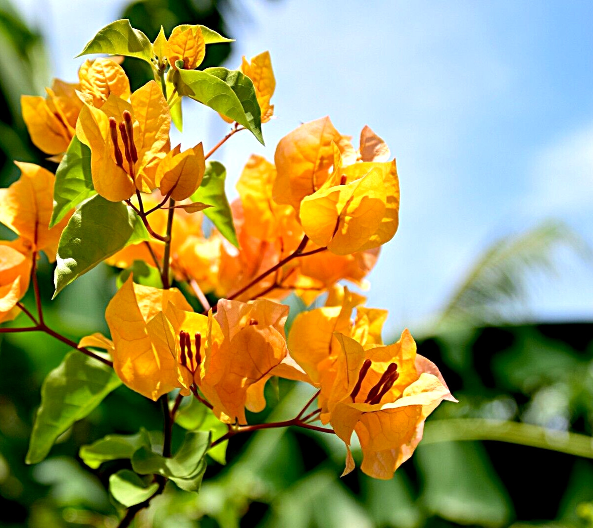 Bougainvillea “Orange King” Live Plant – Well rooted starter/plug plant 3″ pot