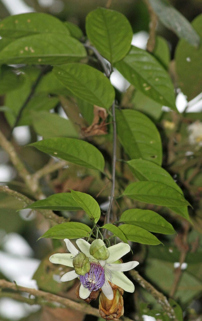 Passiflora popenovii | Granadilla de Quijos | 5_Seeds