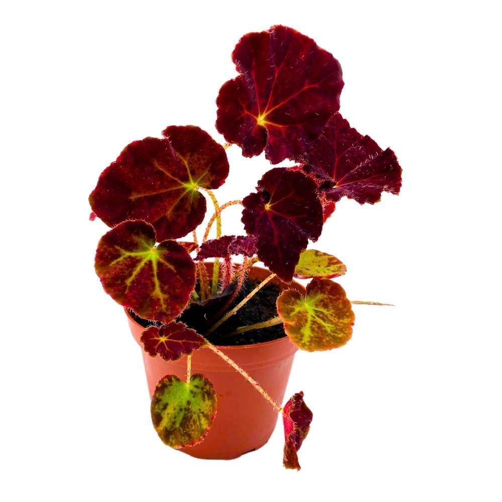 Begonia Madame O’Reilly, 4 inch Deep Orange Reddish Purple Rhizomatous Rhizo