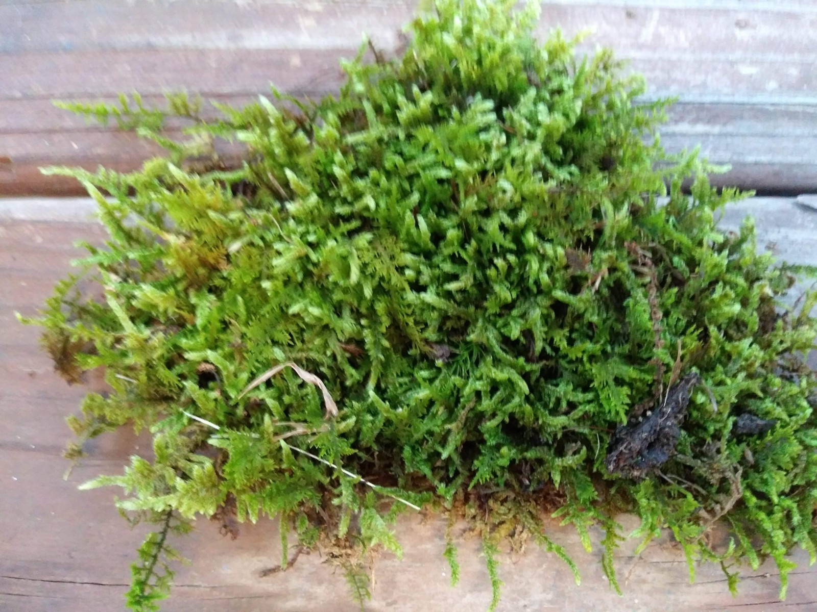 Live KENTUCKY Mood/Fern/Sheet Moss Perfect for Terrariums, Crafts, Gardens