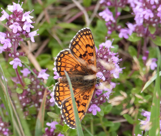 CREEPING THYME Thymus Serpyllum – 110,000 Bulk Seeds