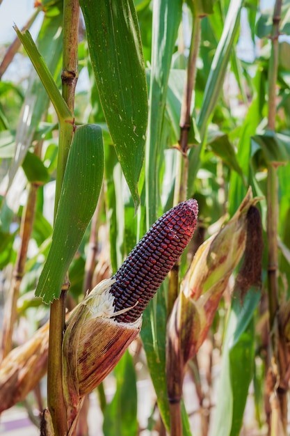 Tlaxcala Conico Morado Corn Seeds (1 lb) / MEXICAN HEIRLOOM / Non-GMO / RARE