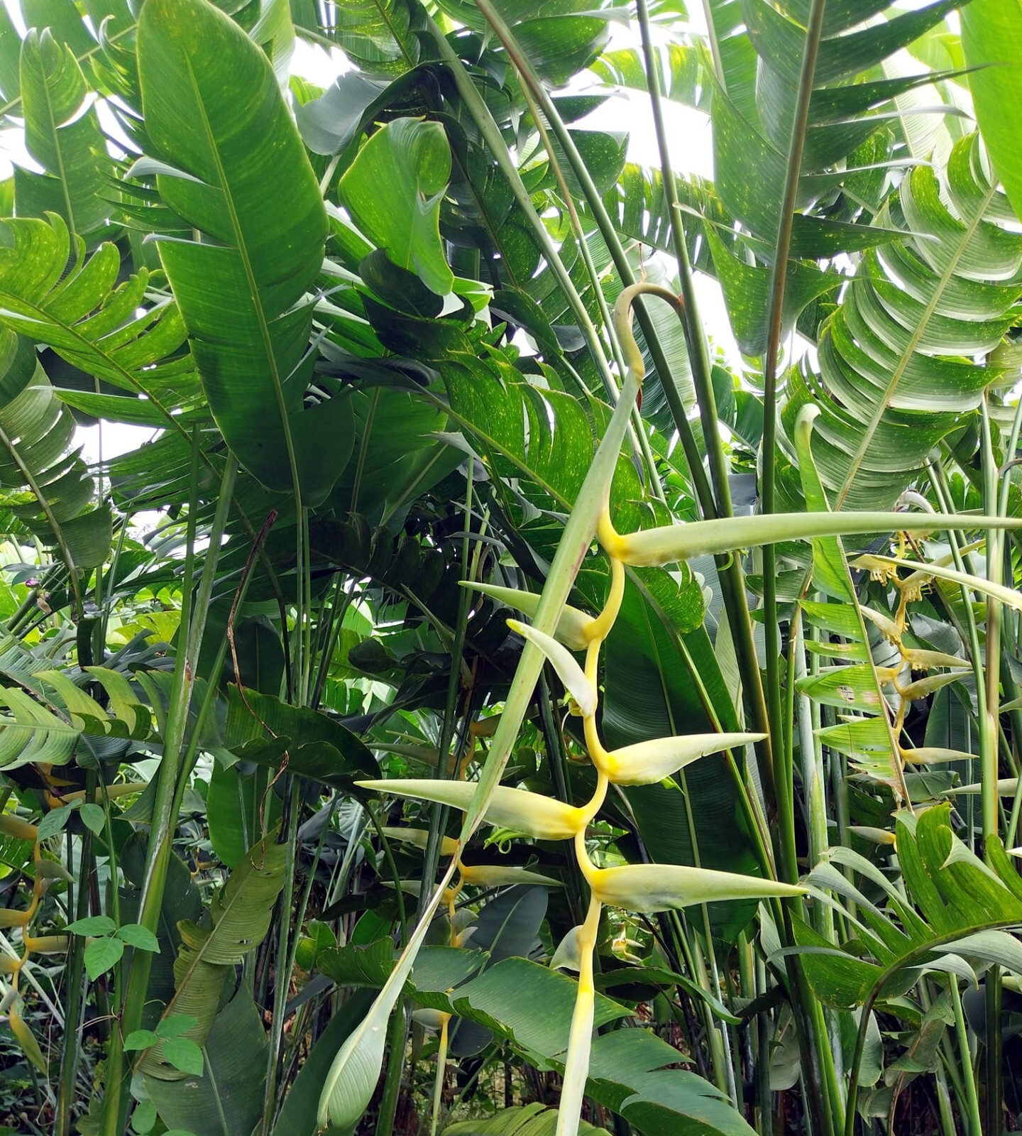 Mayan Gold Heliconia Seeds (H. champneana) Rare Lobster Claw Parrot Beak Flowers
