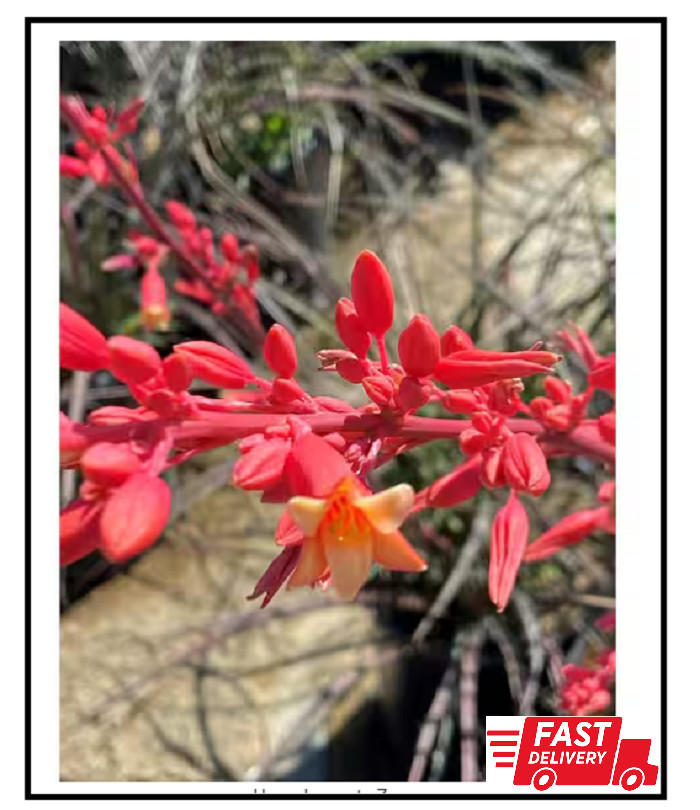 1 Gal. Hesperaloe Parviflora Red Yucca Color Plant Free Ship NEW