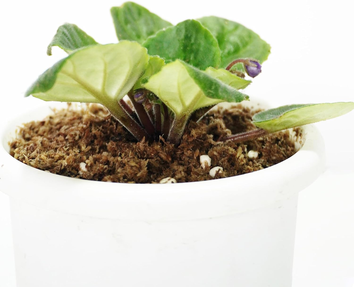2QT African Violet Potting Soil, Professionally Formulated Weakly Acidic, High H