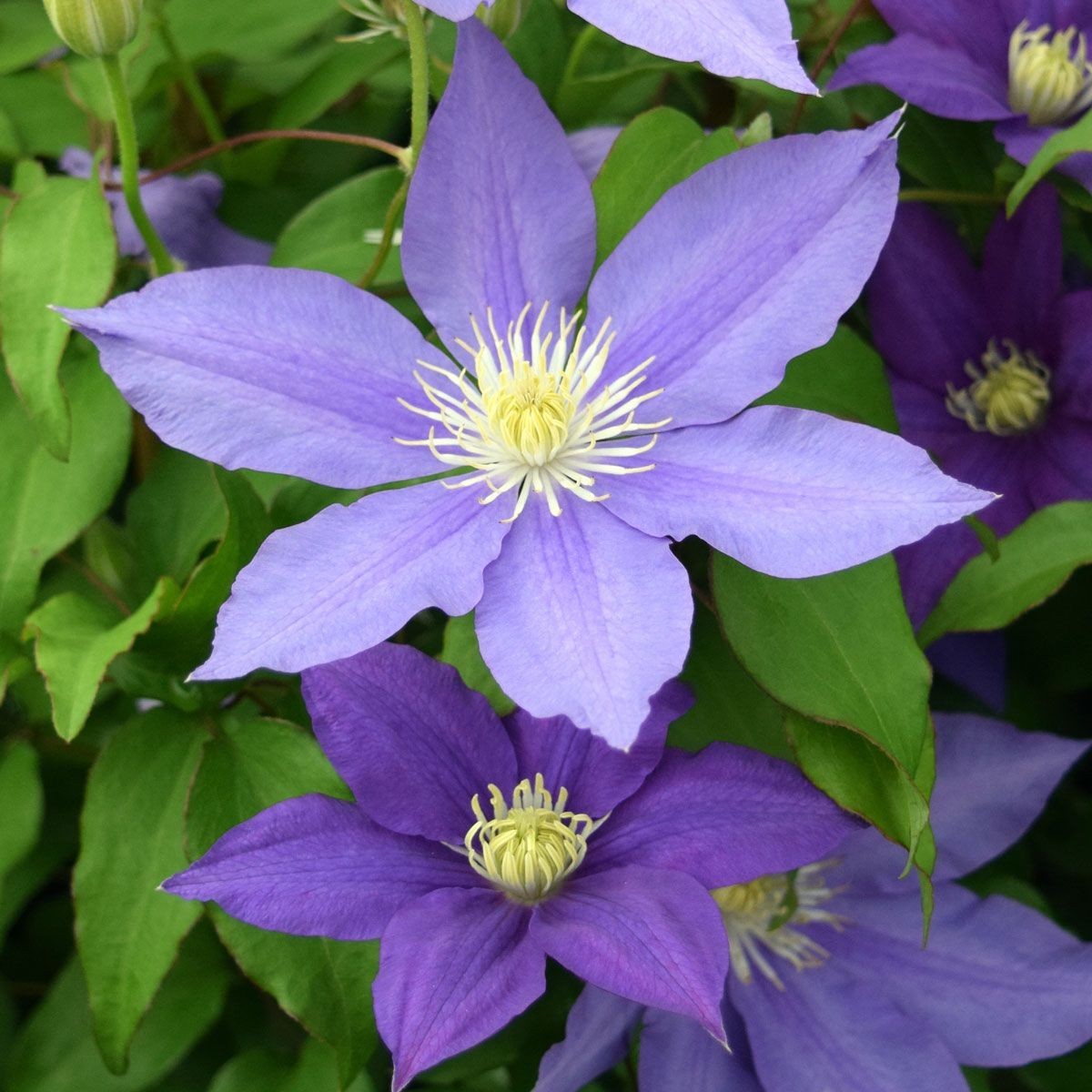 1 H.F Young Clematis Vine Live Starter Plant RootsOnly Huge Wedgewood Blue Bloom