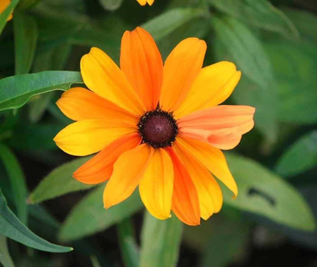 Multicolored Black Eyed Susan Vine Seeds – Grow Vibrant Pollinator Gardens