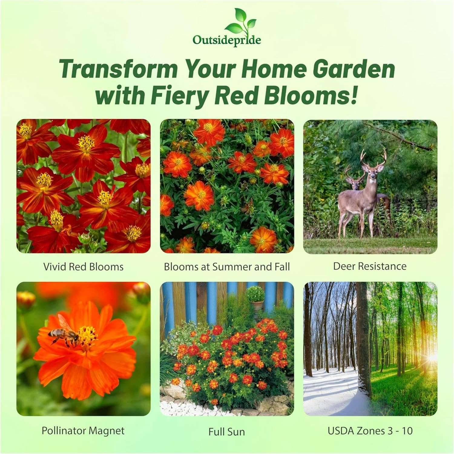 1000 Seeds Sulfur Drought Tolerant Cosmos Red Garden Flower Plant Seed