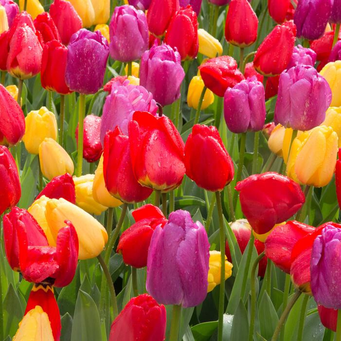 Five Bulbs 12+ cm Tulipa Triumph Mondriaan Mix Tulip
